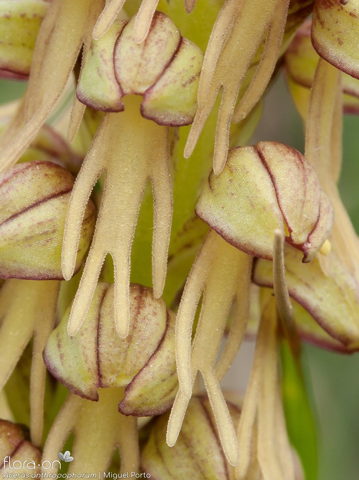 Aceras anthropophorum - Flor (close-up) | Miguel Porto; CC BY-NC 4.0