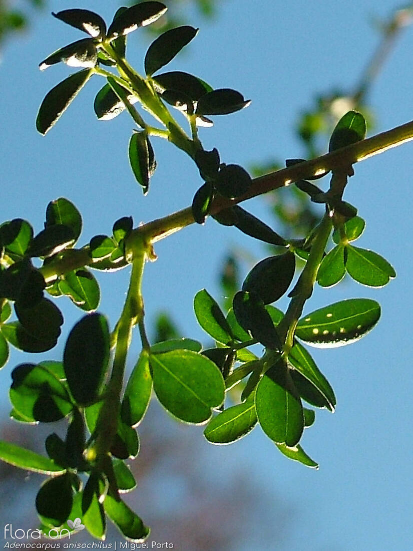 Adenocarpus anisochilus - Folha | Miguel Porto; CC BY-NC 4.0