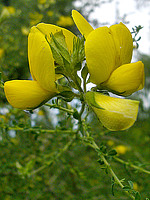 Adenocarpus telonensis
