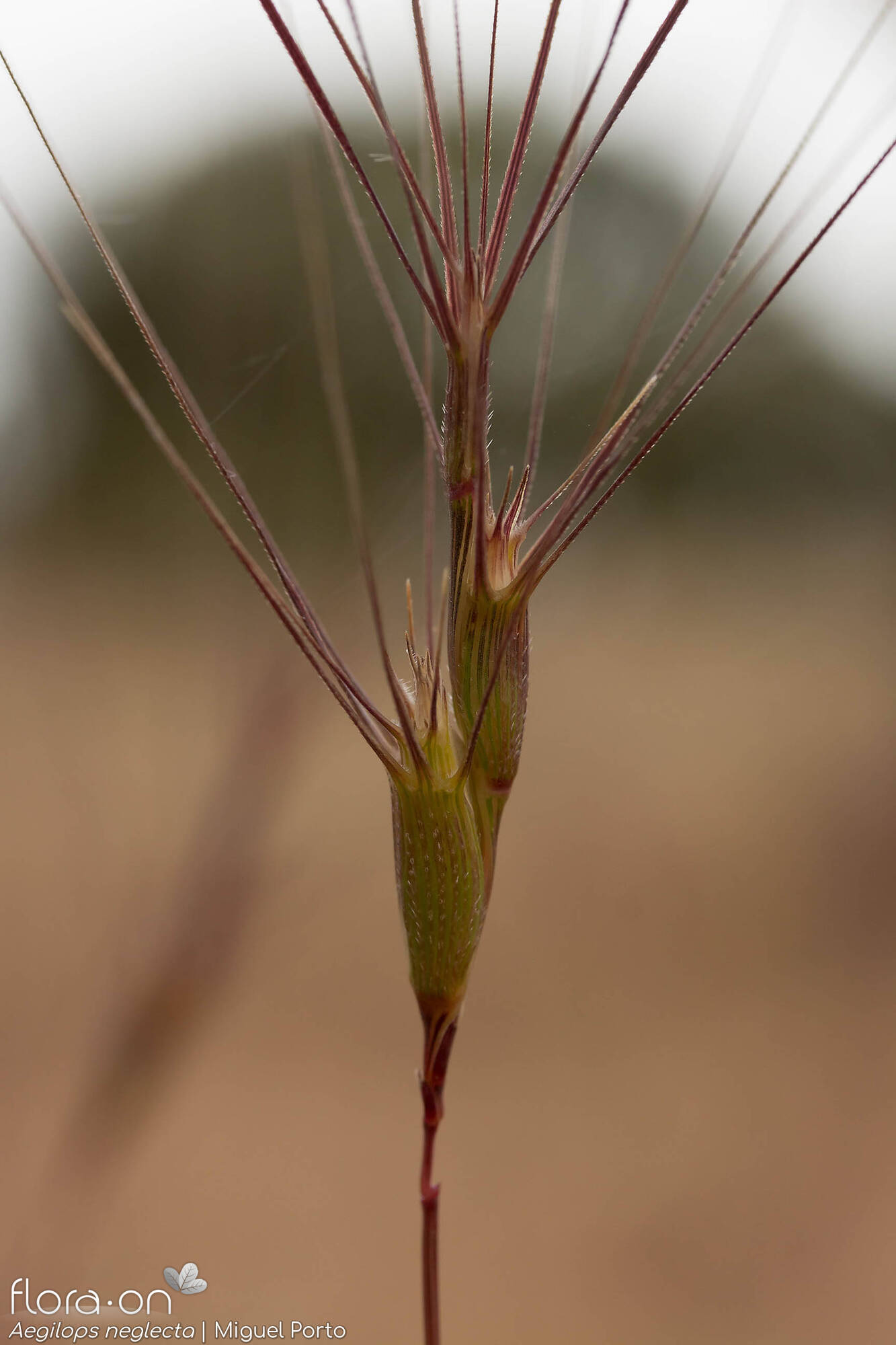 Aegilops neglecta - Flor (close-up) | Miguel Porto; CC BY-NC 4.0