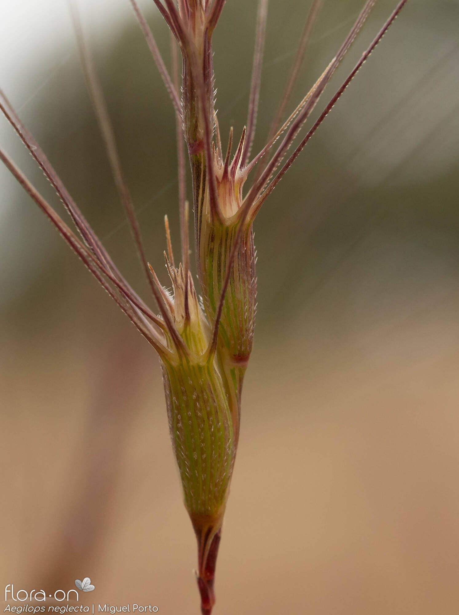 Aegilops neglecta - Flor (close-up) | Miguel Porto; CC BY-NC 4.0