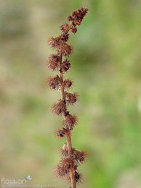 Agrimonia eupatoria - Fruto | Miguel Porto; CC BY-NC 4.0