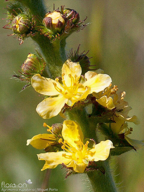 Agrimonia eupatoria - Flor (close-up) | Miguel Porto; CC BY-NC 4.0