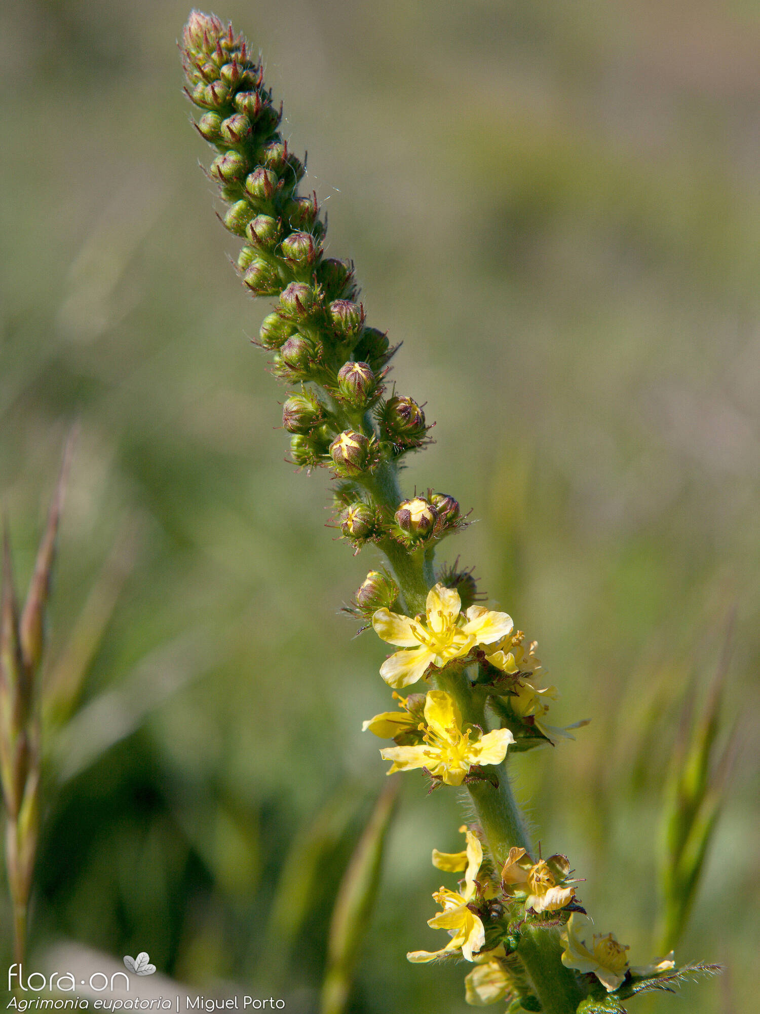 Agrimonia eupatoria - Flor (geral) | Miguel Porto; CC BY-NC 4.0
