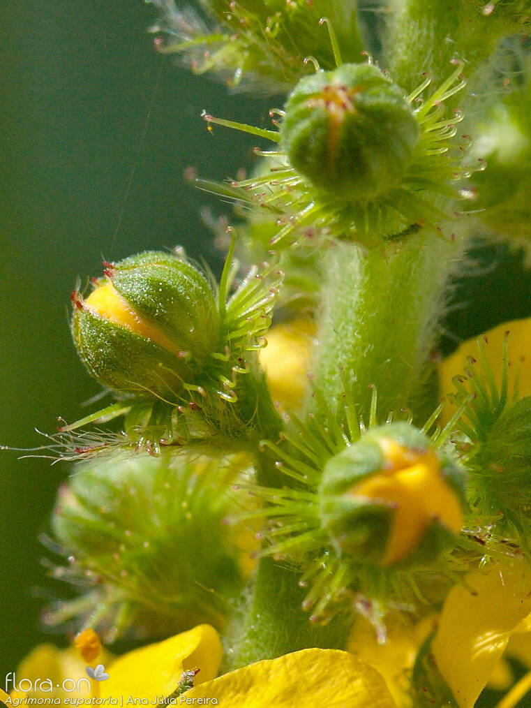 Agrimonia eupatoria - Flor (close-up) | Ana Júlia Pereira; CC BY-NC 4.0