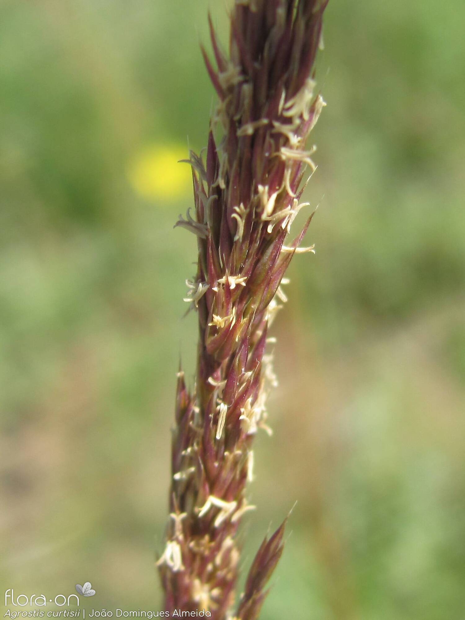 Agrostis curtisii - Flor (close-up) | João Domingues Almeida; CC BY-NC 4.0