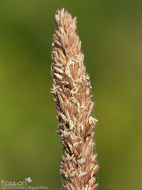 Agrostis juressi - Flor (close-up) | Miguel Porto; CC BY-NC 4.0