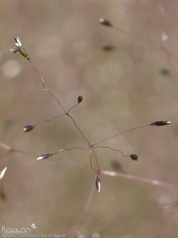 Agrostis truncatula - Espigueta | Carlos Aguiar; CC BY-NC 4.0