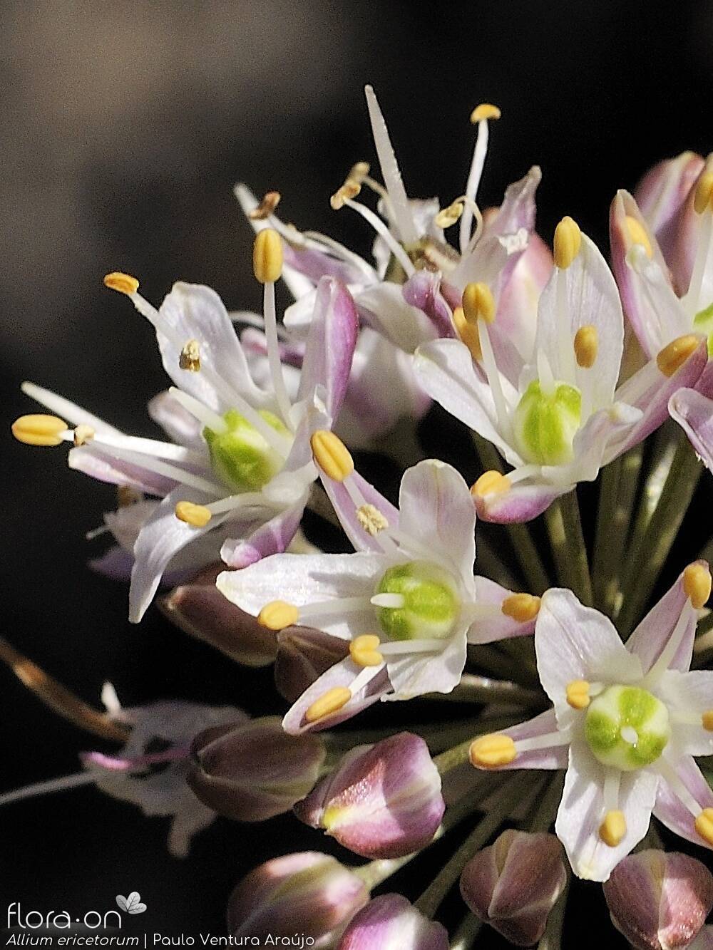 Allium ericetorum - Flor (close-up) | Paulo Ventura Araújo; CC BY-NC 4.0