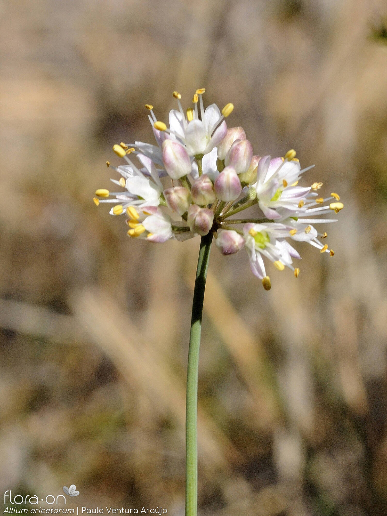 Allium ericetorum - Flor (geral) | Paulo Ventura Araújo; CC BY-NC 4.0