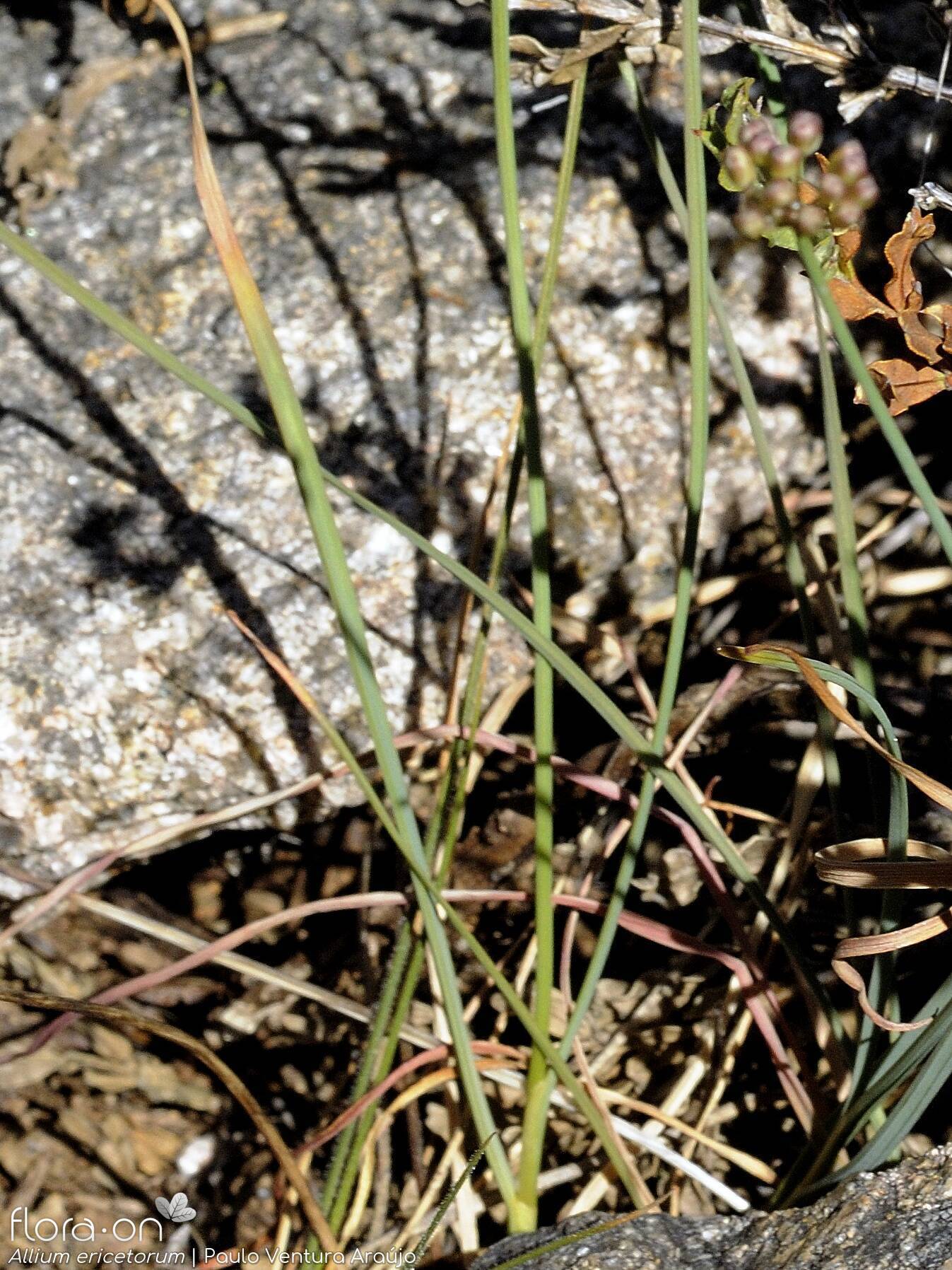 Allium ericetorum - Folha | Paulo Ventura Araújo; CC BY-NC 4.0