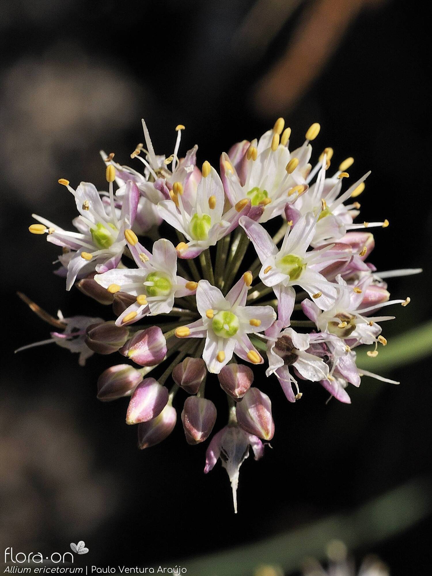 Allium ericetorum - Flor (geral) | Paulo Ventura Araújo; CC BY-NC 4.0