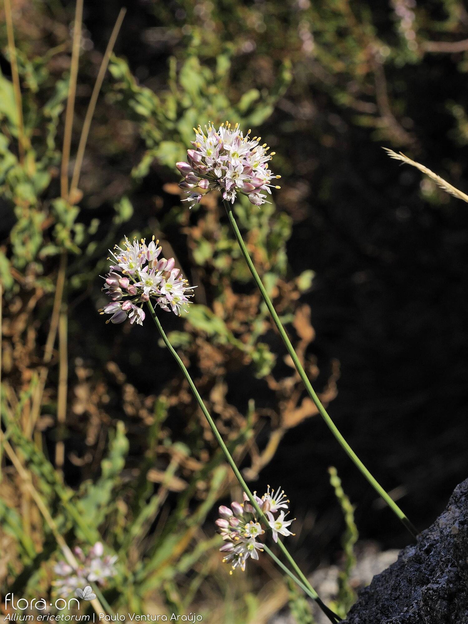 Allium ericetorum - Hábito | Paulo Ventura Araújo; CC BY-NC 4.0