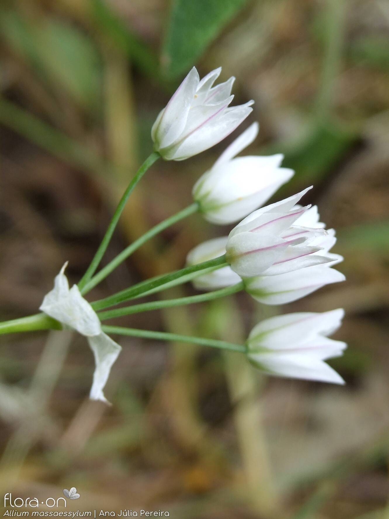 Allium massaessylum - Flor (geral) | Ana Júlia Pereira; CC BY-NC 4.0