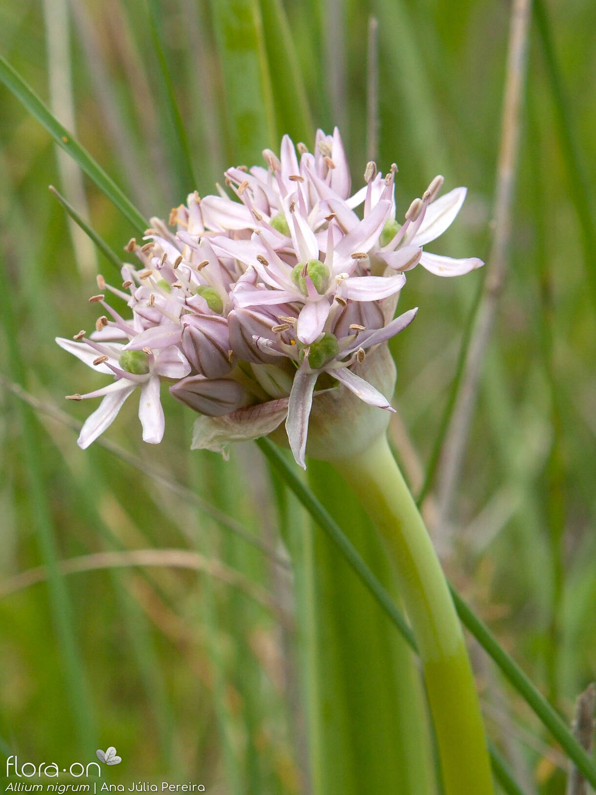Allium nigrum - Flor (geral) | Ana Júlia Pereira; CC BY-NC 4.0