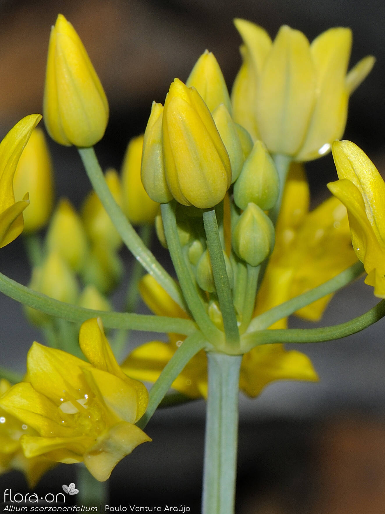 Allium scorzonerifolium - Flor (geral) | Paulo Ventura Araújo; CC BY-NC 4.0