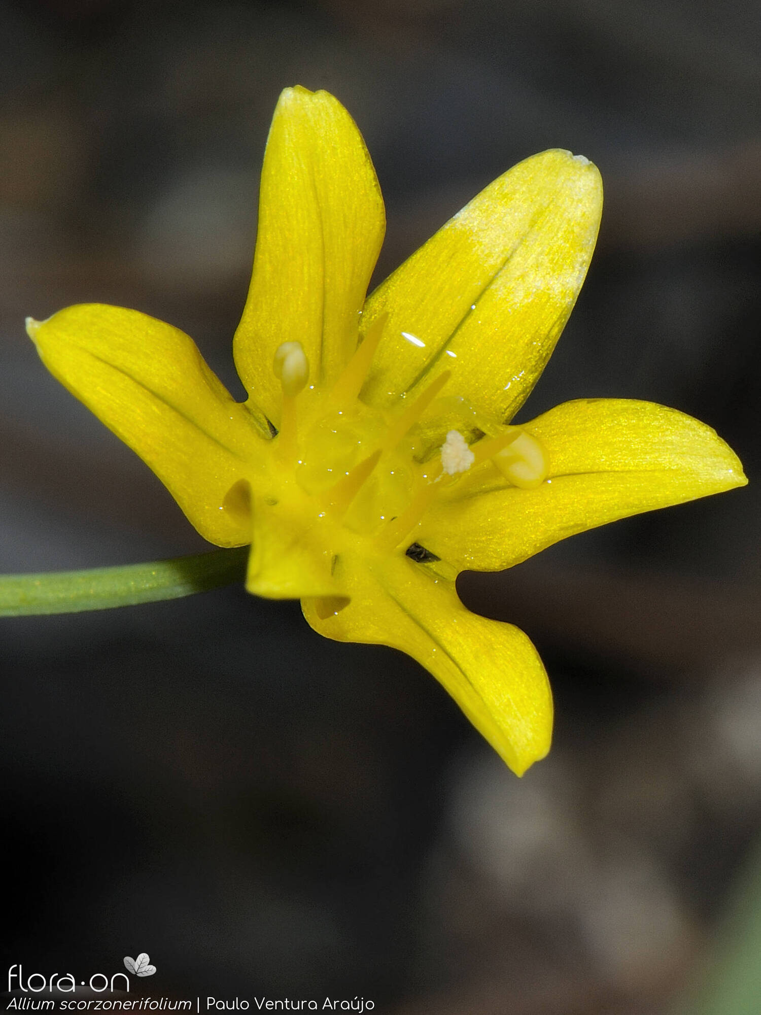 Allium scorzonerifolium - Flor (close-up) | Paulo Ventura Araújo; CC BY-NC 4.0
