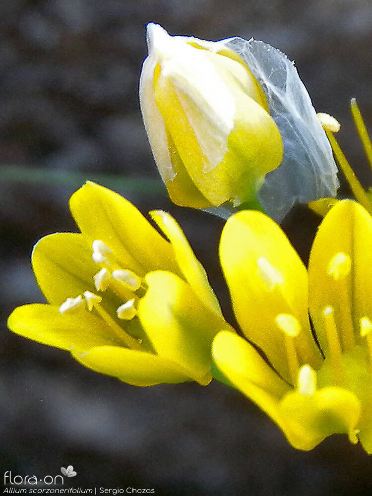 Allium scorzonerifolium - Flor (close-up) | Sergio Chozas; CC BY-NC 4.0