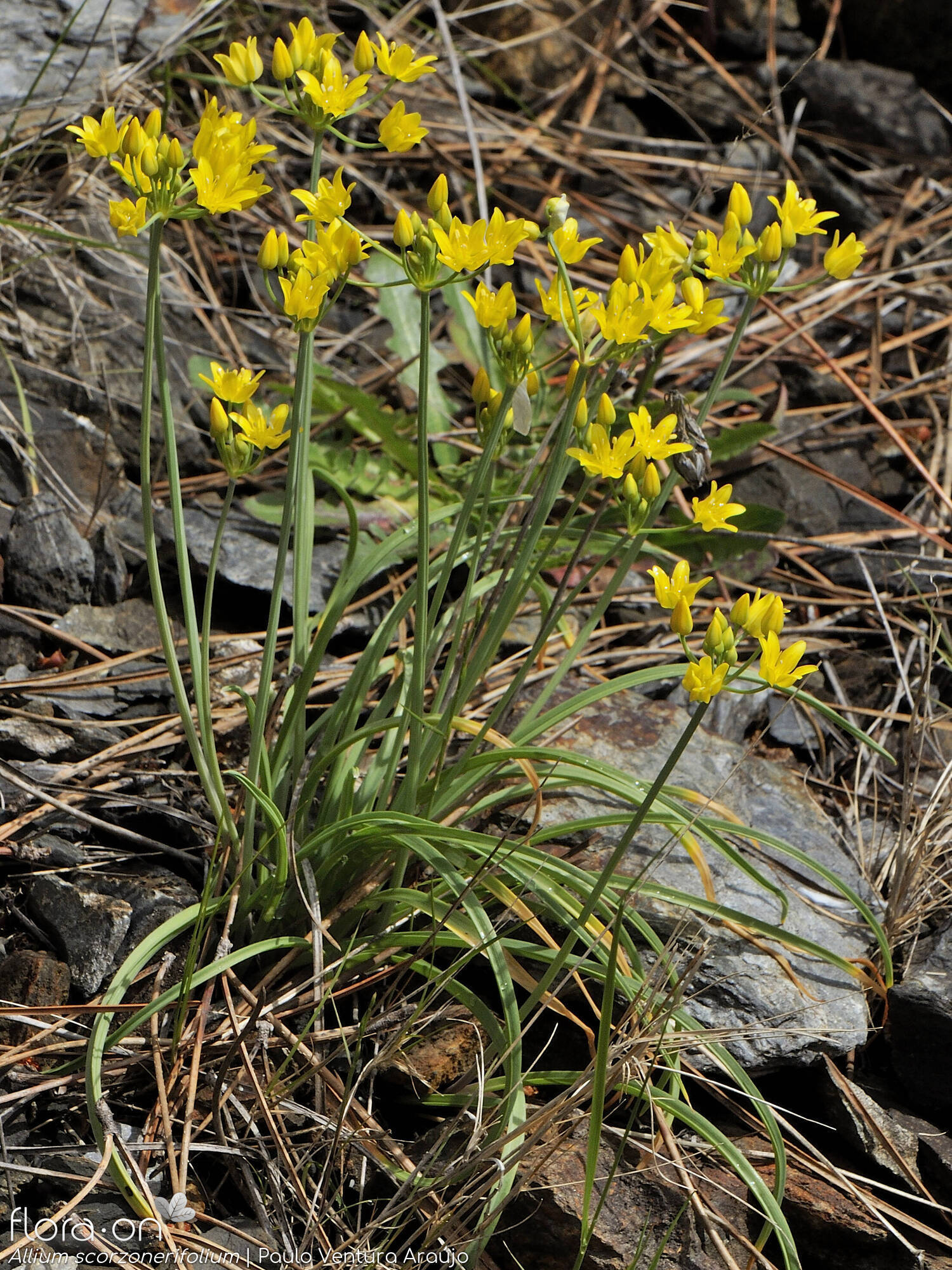 Allium scorzonerifolium - Hábito | Paulo Ventura Araújo; CC BY-NC 4.0