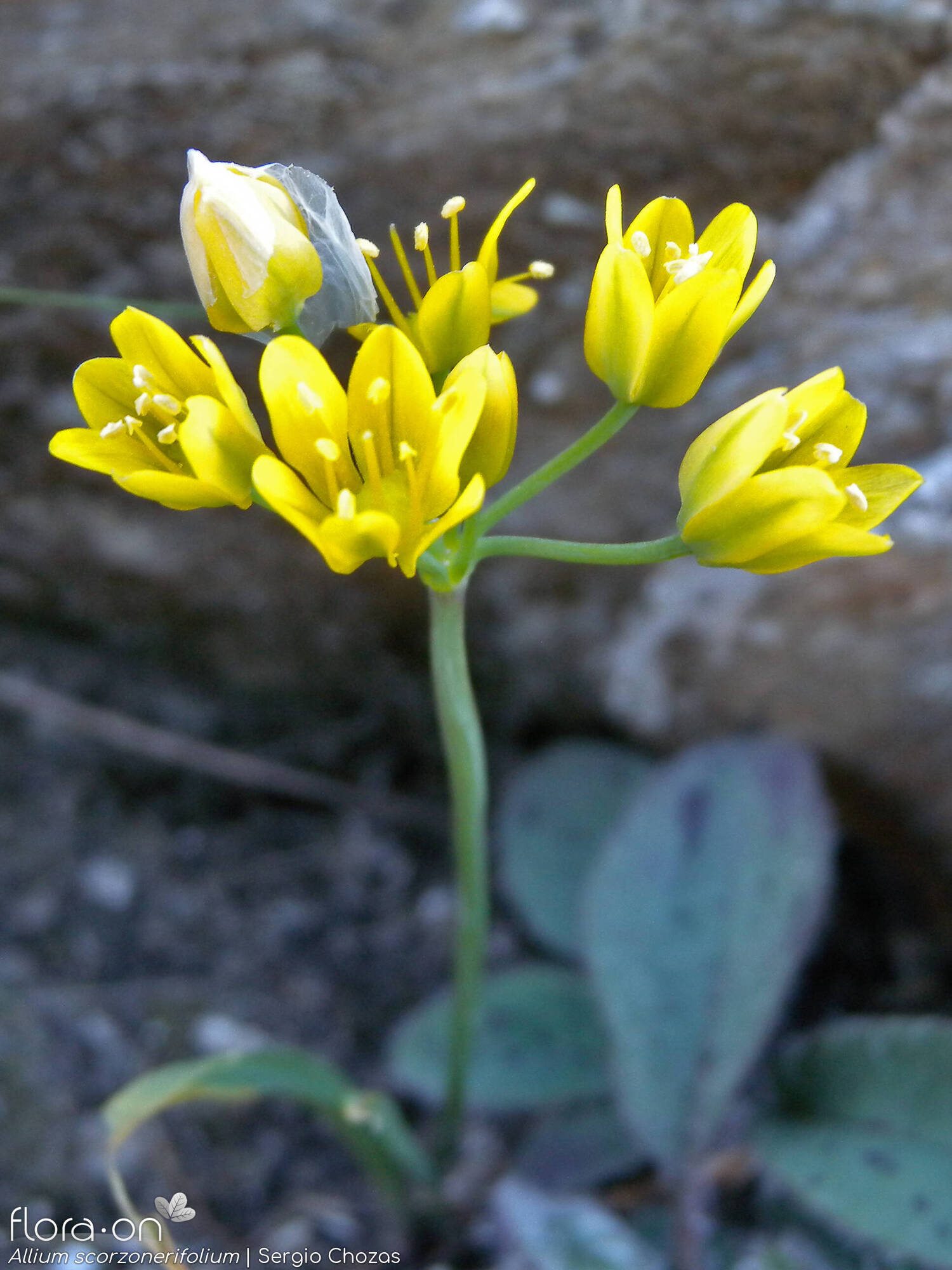 Allium scorzonerifolium - Hábito | Sergio Chozas; CC BY-NC 4.0
