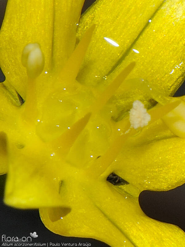 Allium scorzonerifolium - Estruturas reprodutoras | Paulo Ventura Araújo; CC BY-NC 4.0