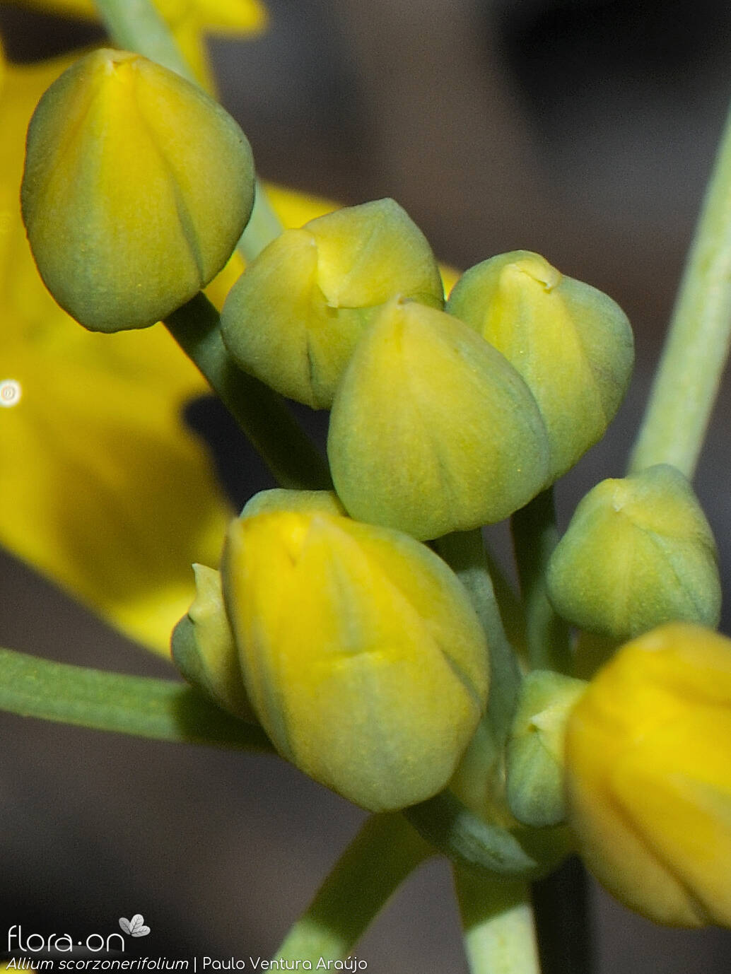 Allium scorzonerifolium - Cálice | Paulo Ventura Araújo; CC BY-NC 4.0