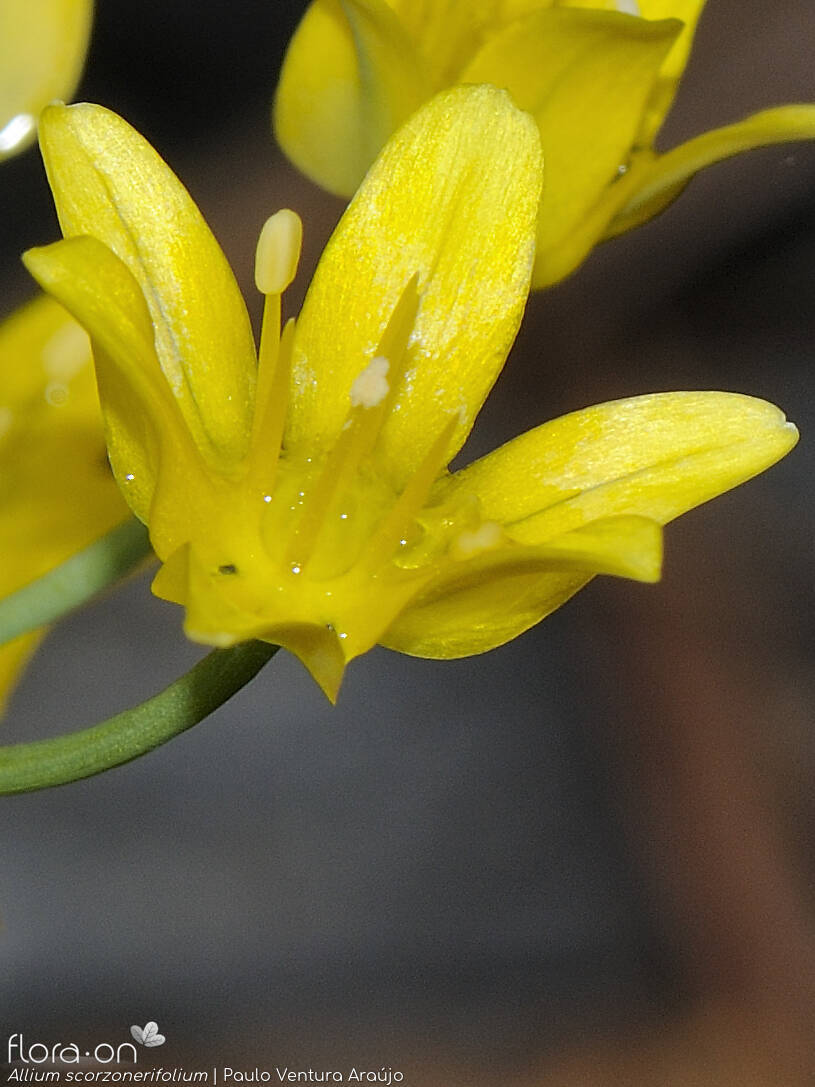 Allium scorzonerifolium - Cálice | Paulo Ventura Araújo; CC BY-NC 4.0