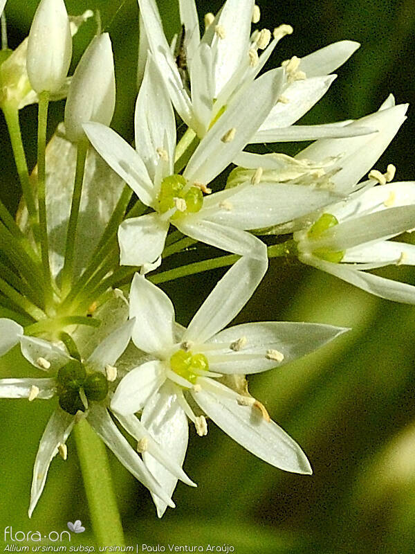 Allium ursinum ursinum - Flor (close-up) | Paulo Ventura Araújo; CC BY-NC 4.0