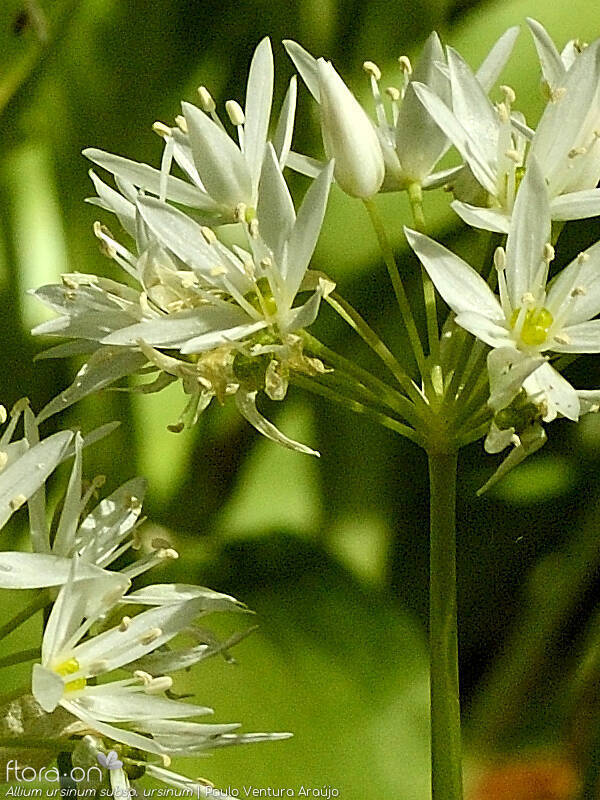 Allium ursinum ursinum - Flor (geral) | Paulo Ventura Araújo; CC BY-NC 4.0
