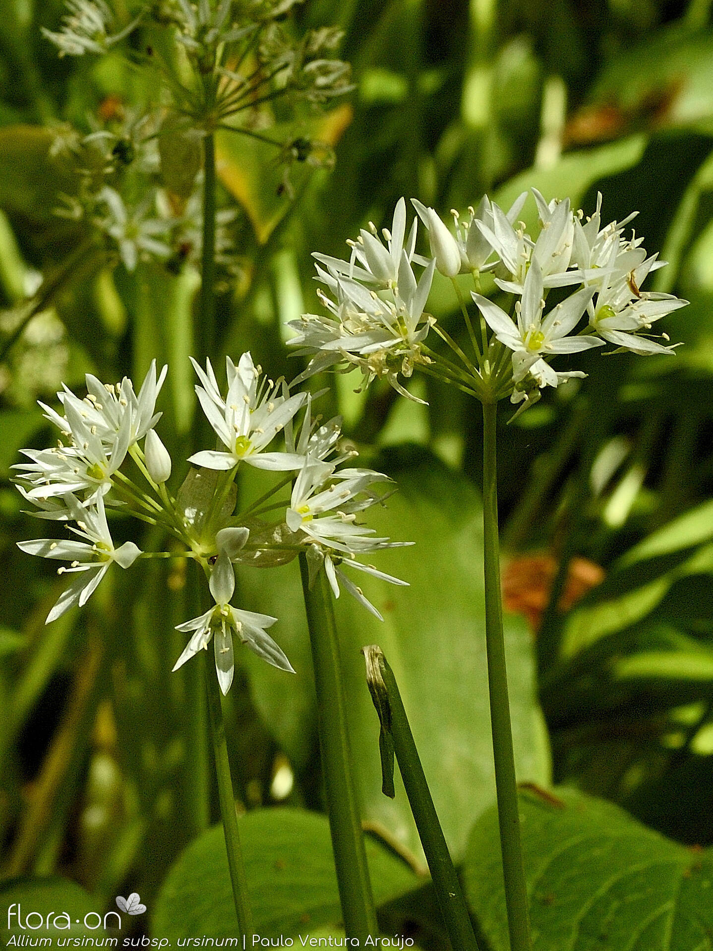 Allium ursinum ursinum - Flor (geral) | Paulo Ventura Araújo; CC BY-NC 4.0