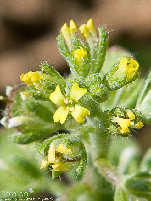 Alyssum granatense - Flor (close-up) | Miguel Porto; CC BY-NC 4.0
