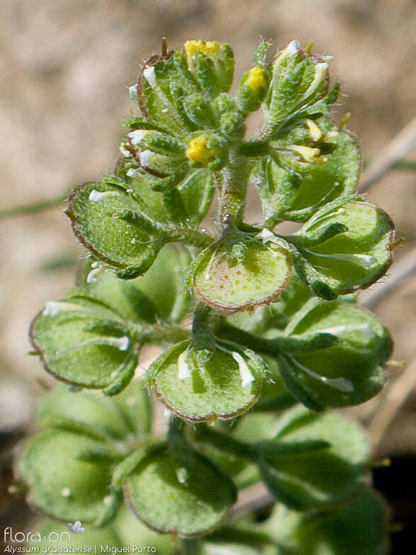 Alyssum granatense - Flor (geral) | Miguel Porto; CC BY-NC 4.0