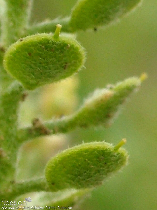 Alyssum simplex - Fruto | Cristina Estima Ramalho; CC BY-NC 4.0