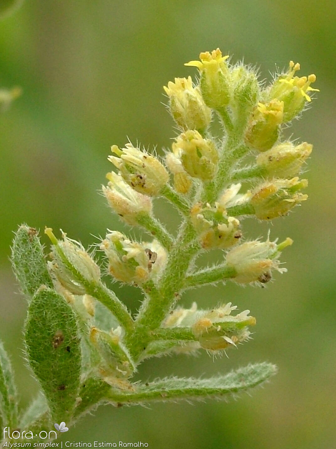 Alyssum simplex - Flor (geral) | Cristina Estima Ramalho; CC BY-NC 4.0