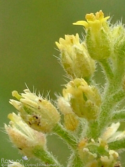 Alyssum simplex - Flor (close-up) | Cristina Estima Ramalho; CC BY-NC 4.0