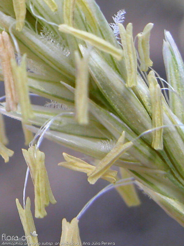 Ammophila arenaria arundinacea - Flor (close-up) | Ana Júlia Pereira; CC BY-NC 4.0