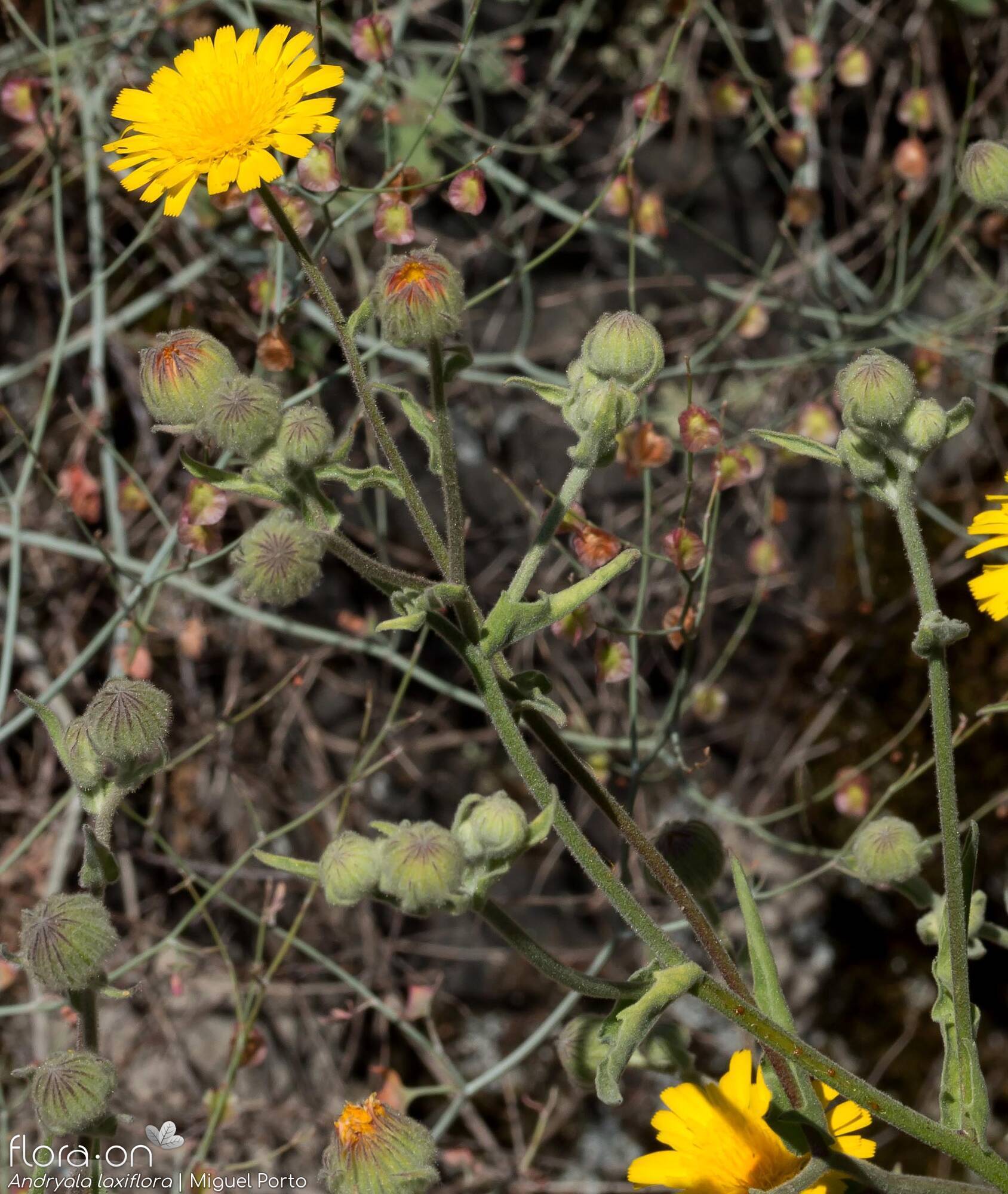 Andryala laxiflora - Flor (geral) | Miguel Porto; CC BY-NC 4.0