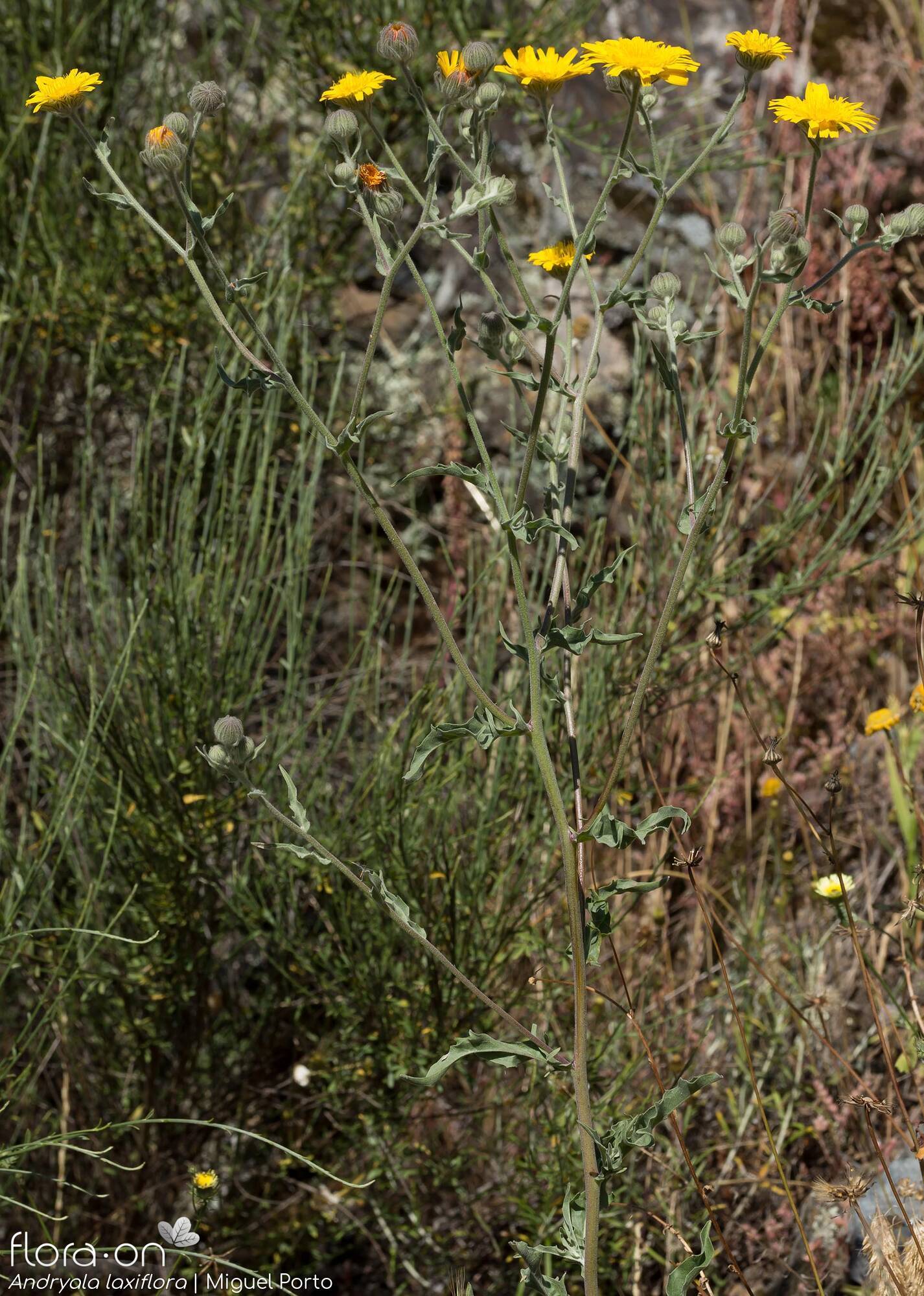 Andryala laxiflora - Hábito | Miguel Porto; CC BY-NC 4.0