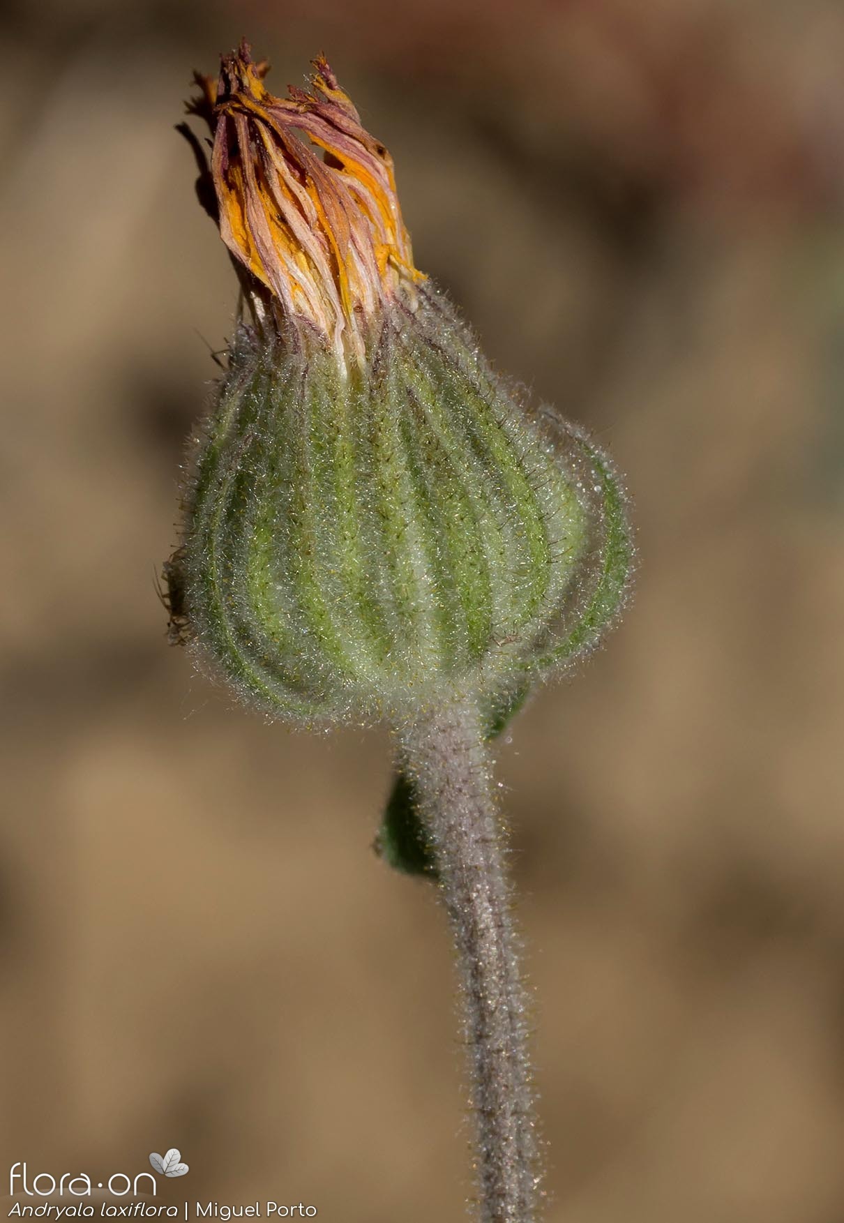 Andryala laxiflora - Capítulo frutífero | Miguel Porto; CC BY-NC 4.0