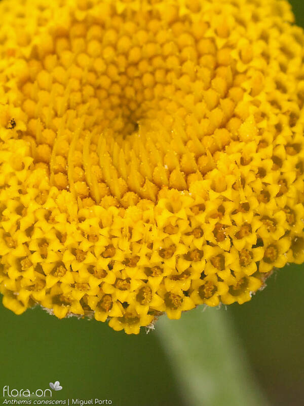 Anthemis canescens - Flor (close-up) | Miguel Porto; CC BY-NC 4.0