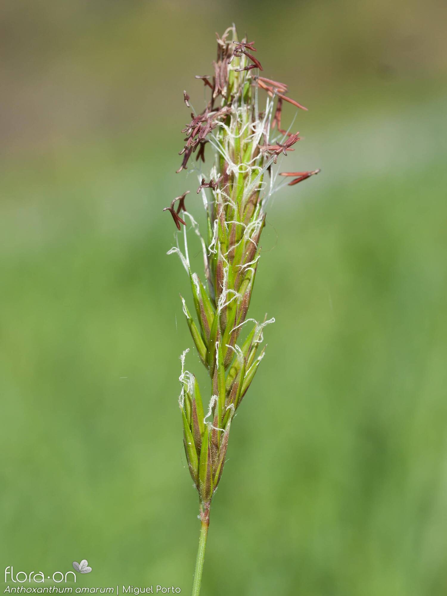 Anthoxanthum amarum - Flor (geral) | Miguel Porto; CC BY-NC 4.0