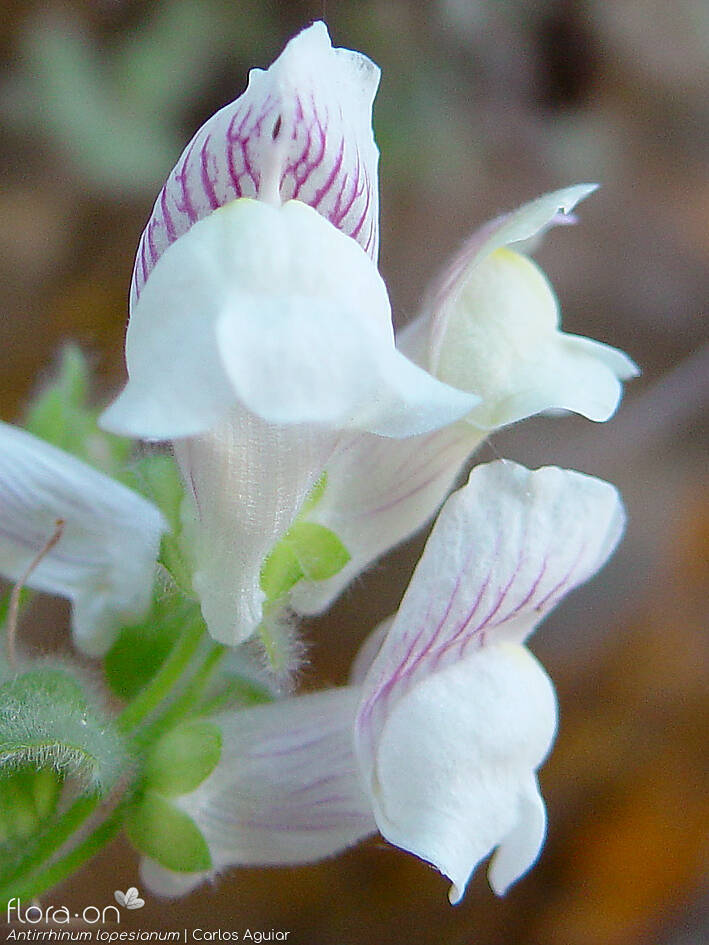 Antirrhinum lopesianum - Flor (close-up) | Carlos Aguiar; CC BY-NC 4.0