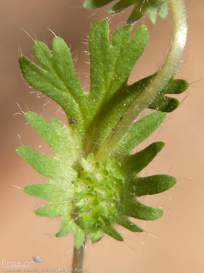 Aphanes cornucopioides - Flor (close-up) | Miguel Porto; CC BY-NC 4.0