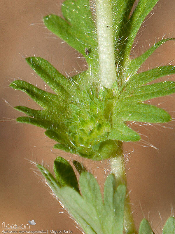 Aphanes cornucopioides - Flor (close-up) | Miguel Porto; CC BY-NC 4.0