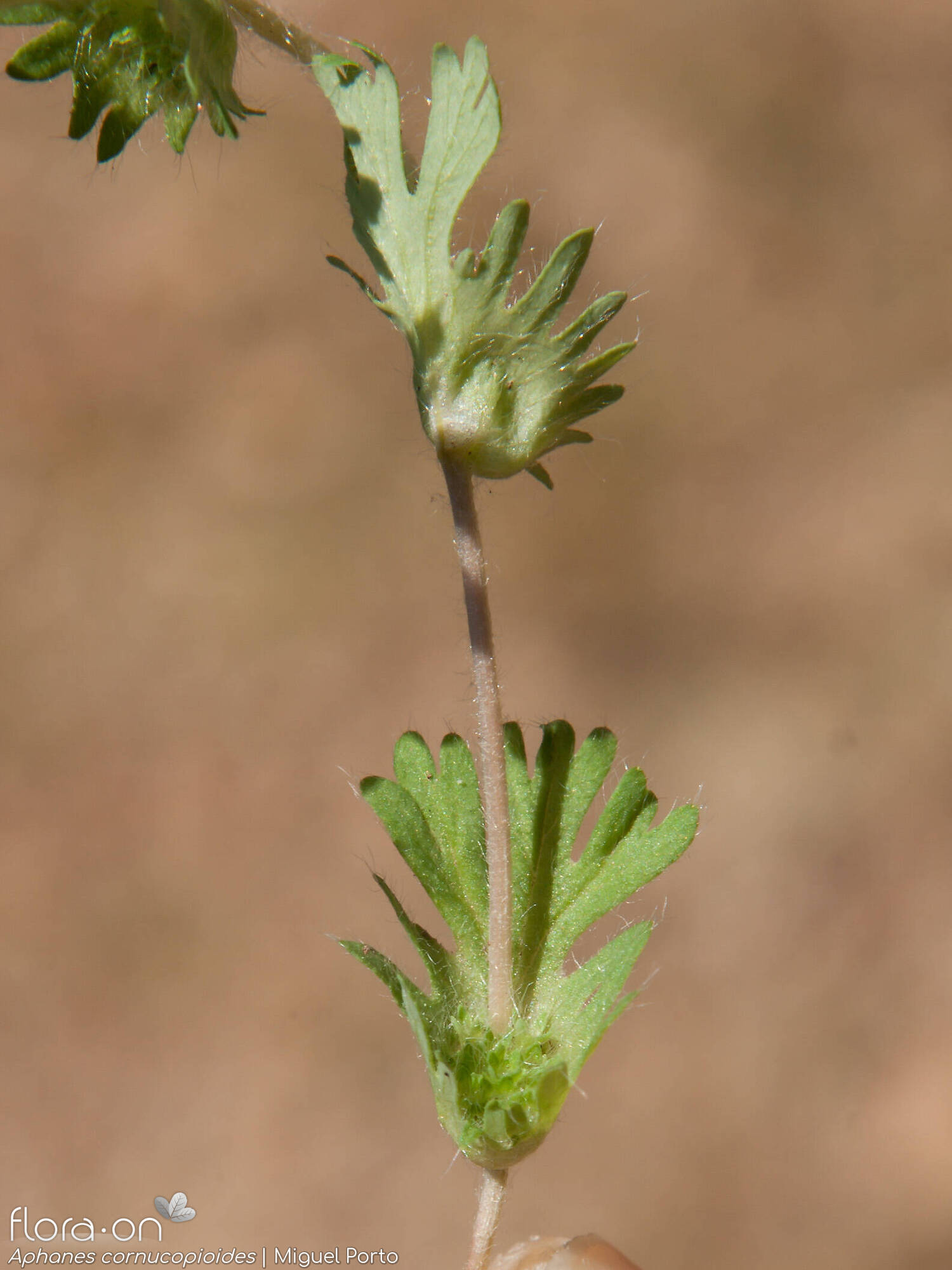 Aphanes cornucopioides - Folha (geral) | Miguel Porto; CC BY-NC 4.0