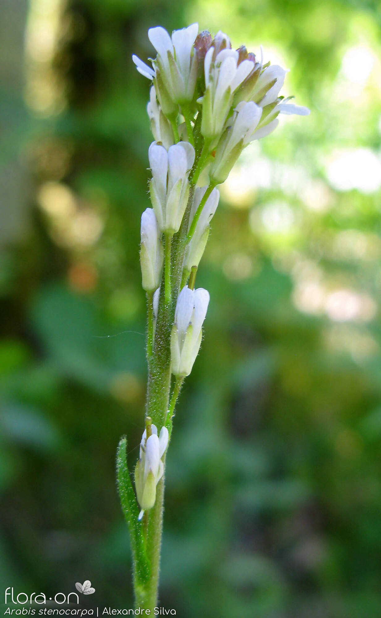 Arabis stenocarpa - Flor (geral) | Alexandre Silva; CC BY-NC 4.0