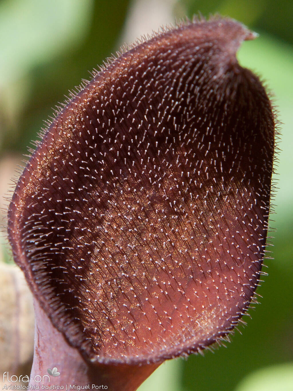 Aristolochia baetica - Flor (close-up) | Miguel Porto; CC BY-NC 4.0