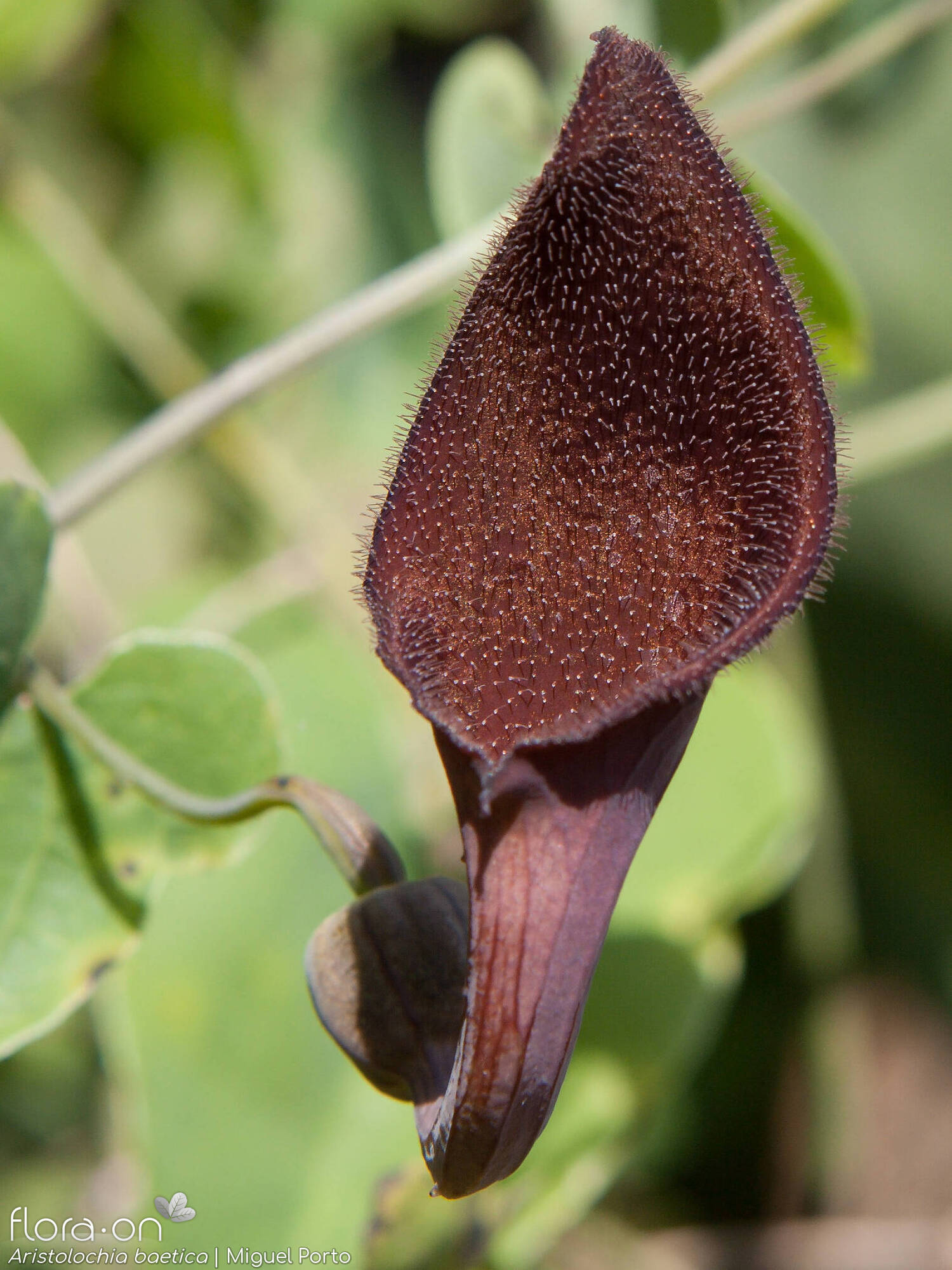 Aristolochia baetica - Flor (close-up) | Miguel Porto; CC BY-NC 4.0