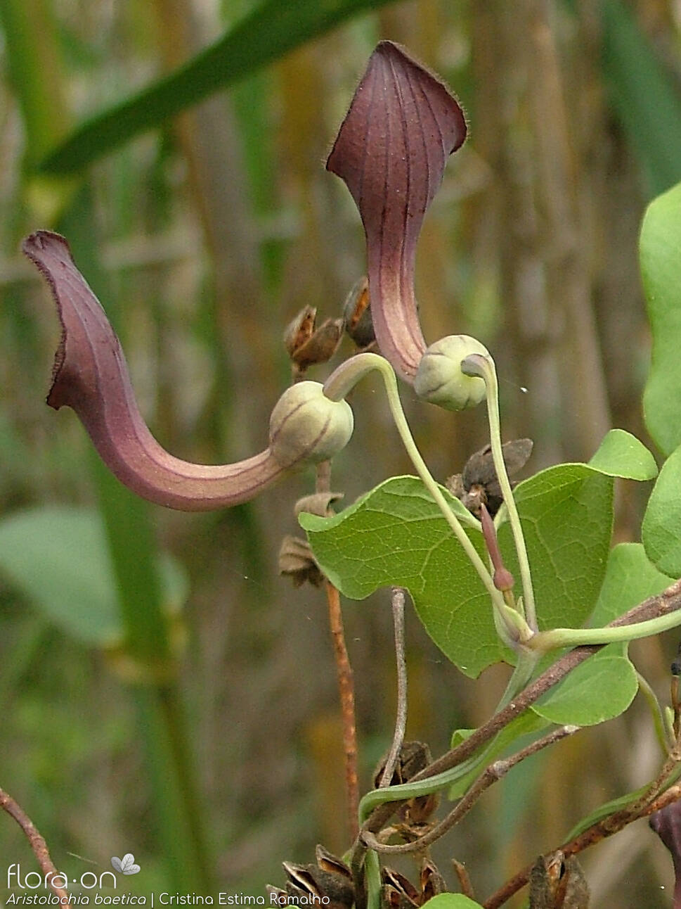 Aristolochia baetica - Flor (geral) | Cristina Estima Ramalho; CC BY-NC 4.0