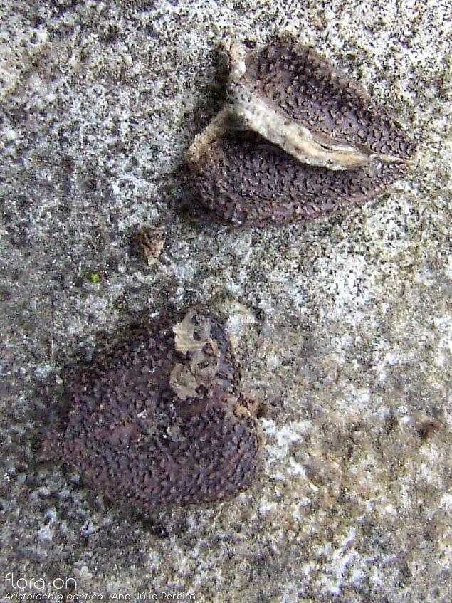 Aristolochia baetica - Semente | Ana Júlia Pereira; CC BY-NC 4.0